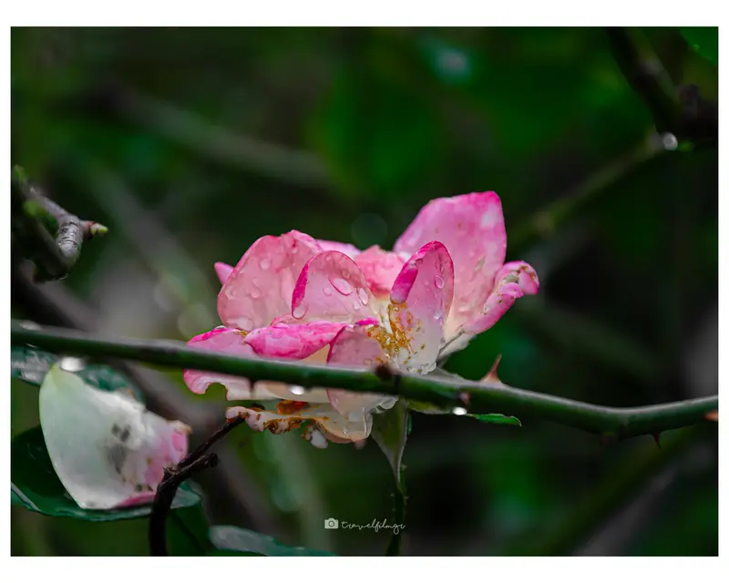 Bloom After Rain